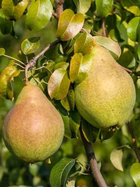 Birne 'Zeteler Zuckerbirne' / Pyrus communis 'Zeteler Zuckerbirne'