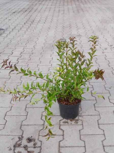 Maiblumenstrauch / Zierliche Deutzie / Maiblumenstrauch / Zierliche Deutzie