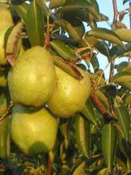 Pyrus communis 'Williams Christ' / Birne 'Williams Christ' / 'Bartlett'