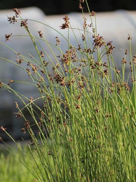See-Simse, Teich-Simse / Scirpus lacustris