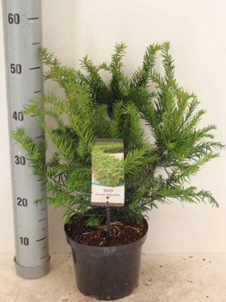 Kissen-Eibe / Tafel-Eibe / Kissen-Eibe / Tafel-Eibe