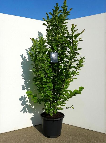 Magnolia loebneri 'Merrill' (Große Stern-Magnolie) 200-250 cm, C80 Kübelpflanze mit aufrechtem Wuchs und grünem Laub