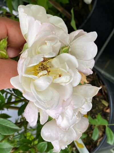 Kletterrose 'Lykkefund' / Kletterrose 'Lykkefund'