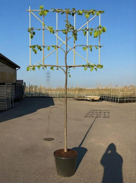 Tilia europaea 'Pallida' (Kaiserlinde) Hochstamm-Spalier im Container, Stamm 200 cm, Spalierkrone mit grünen Blättern.