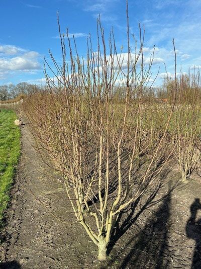 Magnolia kobus (Kobus-Magnolie) 200-250 cm m. Db., mehrstämmiger Strauch mit aufrechten, kahlen Zweigen im Feldanbau