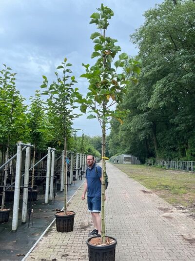 Magnolia 'Sunsation' / Magnolie 'Sunsation' Hochstamm 10-12 StU im Container, schlanker Stamm mit grünen Blättern und Stützstab.