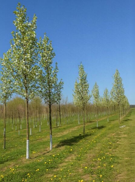 Säulen-Weißdorn Hochstamm (Crataegus monogyna 'Stricta') als Reihenpflanzung im Feld, mit schlanker, aufrechter Krone.