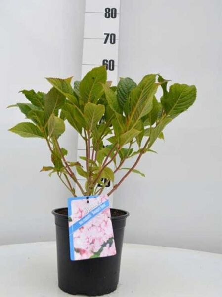 Bauern-Hortensie Hydrangea macrophylla 'Bouquet Rose' 30-40 cm C5 im schwarzen Pflanztopf mit grünen Blättern und Etikett