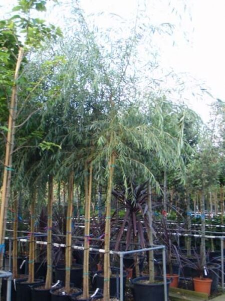 Gelbe Babylonische Trauer-Weide / Salix babylonica 'Aurea'