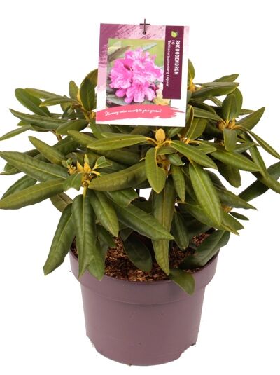 Rhododendron 'Bolkens Lupinenberg' / Rhododendron yakushimanum 'Bohlkens Lupinenberg'