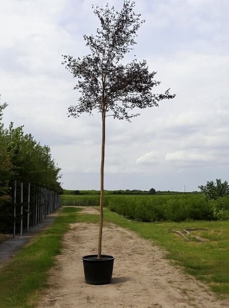 Blut-Birke Hochstamm Betula pendula 'Purpurea', 10-12 StU, im Container mit purpurfarbenem Laub und geradem Stamm.