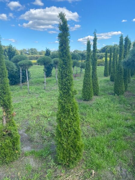 Lebensbaum 'Smaragd' Toskanasäule / Lebensbaum 'Smaragd' Toskanasäule