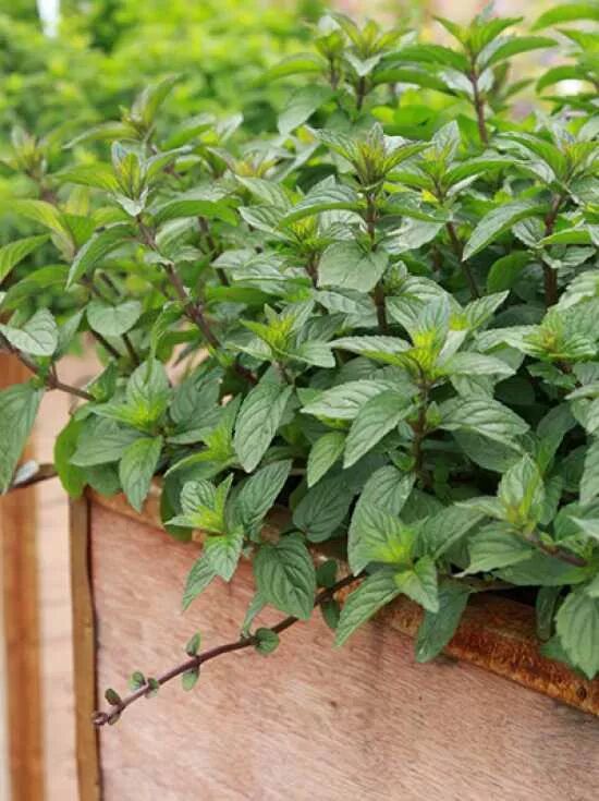 Schokoladen-Minze / Mentha x piperita 'Chocolate'
