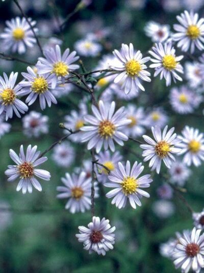 Aster laevis / Glatte Aster