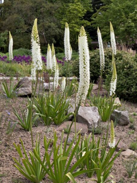 Himalaya-Steppenkerze / Himalaya-Steppenkerze