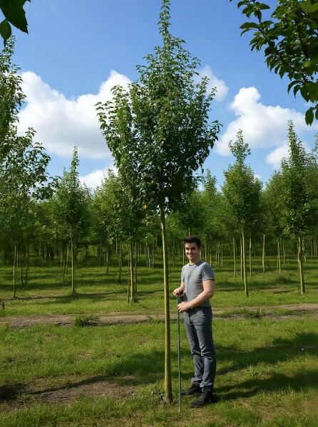Pyrus communis 'Konferenzbirne' – Birne 'Konferenzbirne' Hochstamm 16-18 StU, Baum mit Stamm und dichter Krone im Feld.