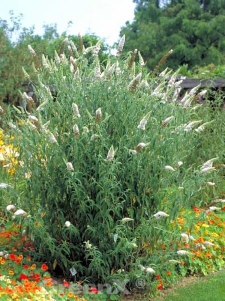 Buddleja davidii 'White Bouquet' / Sommerflieder 'White Bouquet' / Schmetterlingsstrauch 'White Bouquet'