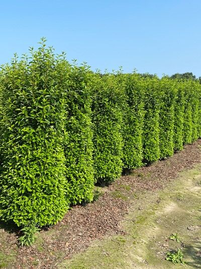 Portugiesischer Kirschlorbeer - Prunus lusitanica 'Angustifolia' -  Baumschule NewGarden