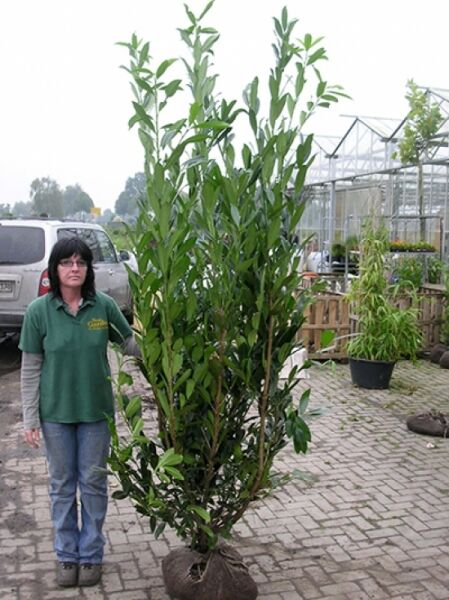 Kirschlorbeer 'Caucasica'  / Kirschlorbeer 'Caucasica' 