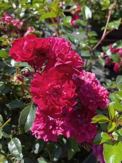 Rosa 'Momo'® / Kletterrose 'Momo'®, kräftig pinke, dicht gefüllte Blüten in Dolden, grüne Blätter und Knospen am Trieb