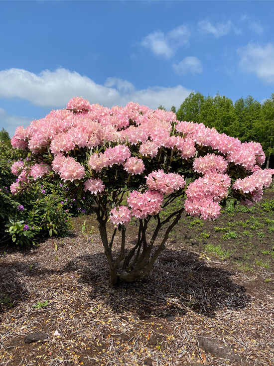 Rhododendron 'Sneezy' Schirmform - Rhododendron yakushimanum 'Sneezy'  200-250 cm breit x 180-200 cm hoch