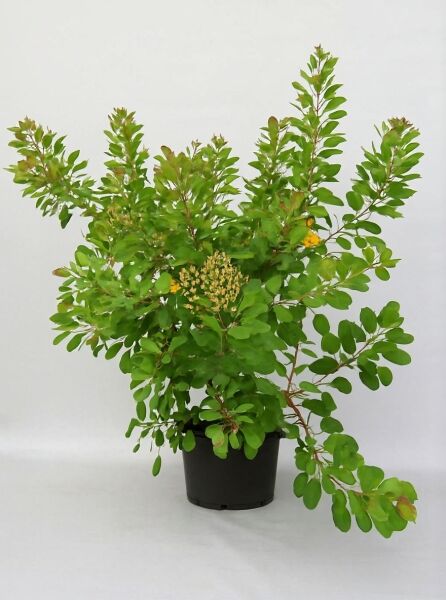 Gewöhnlicher Perückenstrauch (Cotinus coggygria) 100-125 cm C15, Strauch im Topf mit grünem Laub und Blütenständen.