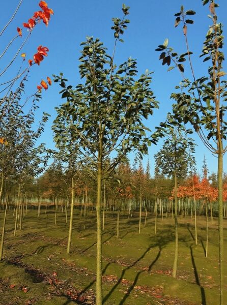 Prunus padus (Trauben-Kirsche) Hochstamm 18-20 StU, Baum mit geradem Stamm und dicht belaubter Krone.