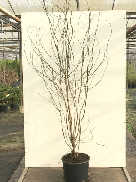 Lindera benzoin (Gewürzbaum/Fieberbaum) 150–175 cm C20, mehrtriebiger Strauch im Container mit kahlen Zweigen