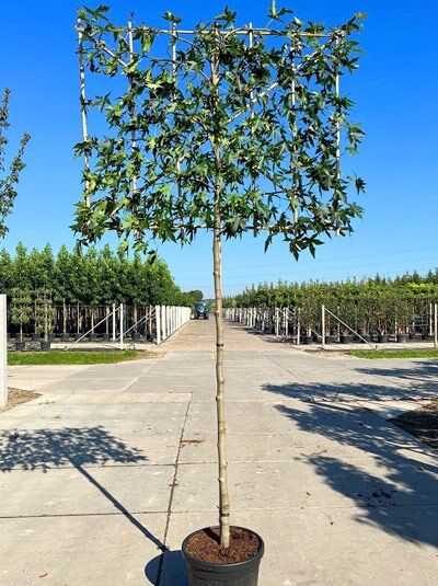 Amberbaum 'Hochstamm-Spalier' H:120 B:120 T:10 (Stamm 180 cm) - Liquidambar styraciflua 'Worplesdon'