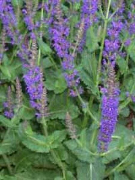 SteppenSalbei / Gartensalbei 'Mainacht' kaufen