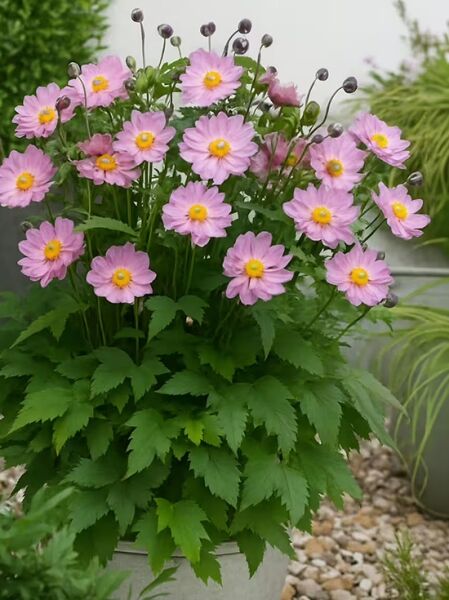 Herbst-Anemone 'Fantasy Pocahontas' - Anemone japonica 'Fantasy Pocahontas'
