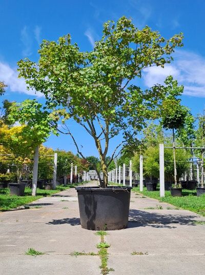 Kompakter Ahorn Acer platanoides x amplum 'Ample Surprise', 250–300 cm, im Container, mehrstämmiger Baum mit grünem Laub.