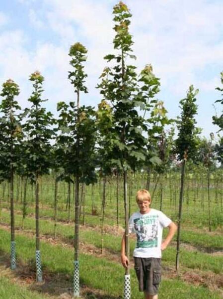 Spitz-Ahorn (Acer platanoides) Hochstamm 8-10 StU mit Ballen, junger Baum mit geradem Stamm und grüner Krone in der Baumschule.