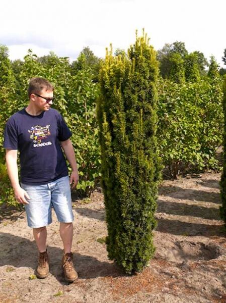 Gelbe Säulen-Eibe / Gelbe Säulen-Eibe