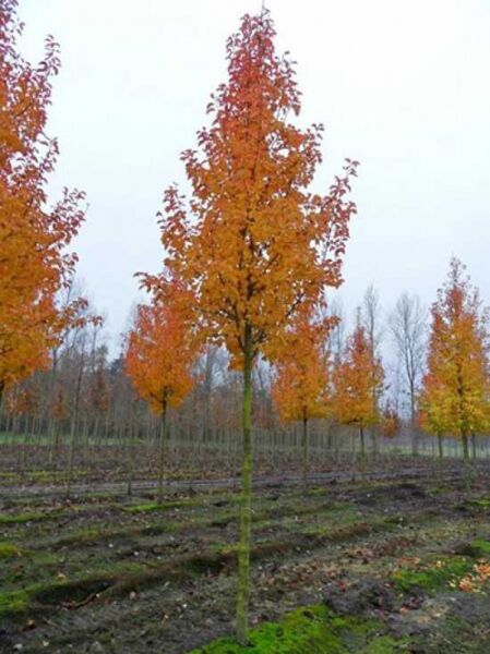 Chinesische Wild-Birne 'Chanticleer'  / Pyrus calleryana 'Chanticleer'