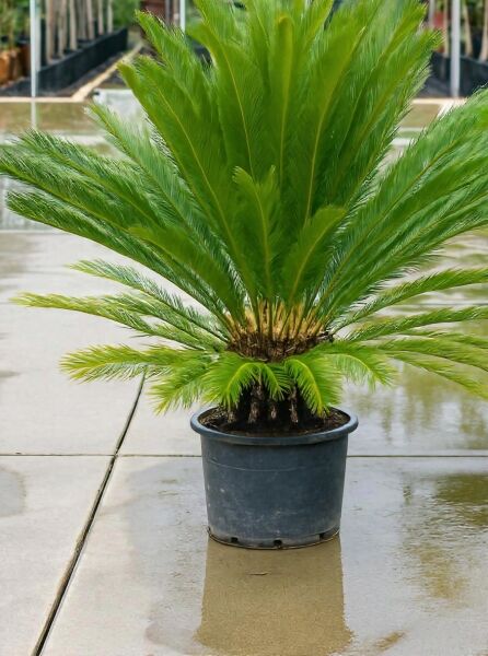 Cycas revoluta (Japanischer Sagopalmfarn) 100-125 cm C50 Solitär im Topf mit kräftigem Stamm und fächerförmigen Wedeln.