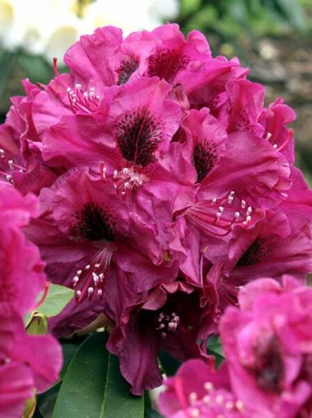 Rhododendron Hybride 'Olin O. Dobbs' / Rhododendron 'Olin O. Dobbs' mit pinken Blüten und dunkler Zeichnung, Nahaufnahme