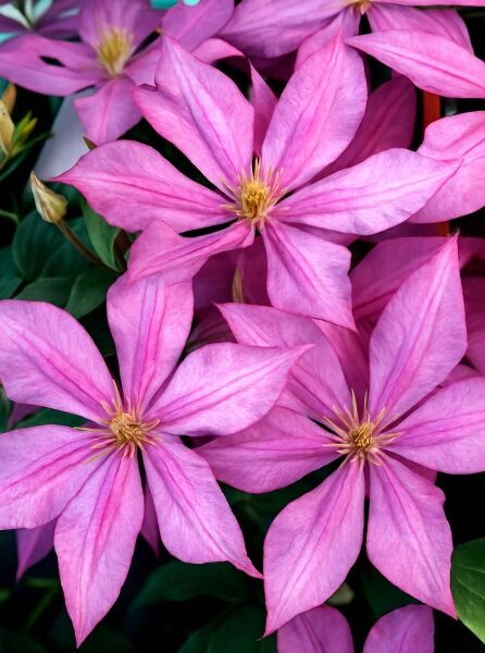 Waldrebe Clematis 'Dorothy Walton' mit großen rosafarbenen Blüten und gelben Staubgefäßen, Nahaufnahme der Blütenstände.
