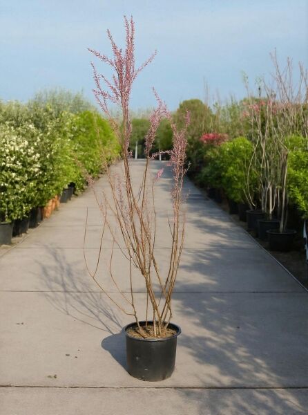 Tamarix gallica (Französische Tamariske) 150-175 cm C20, mehrtriebiger Strauch im Container mit feinen rosa Blütenrispen