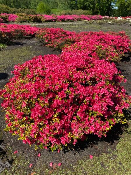 Japanische Azalee 'Allotria' (Rhododendron obtusum 'Allotria') als Solitärstrauch mit zahlreichen pinken Blüten im Beet