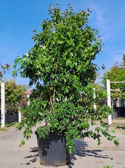 Hongkong-Hartriegel 200-250 cm  / Hongkong-Hartriegel 200-250 cm 