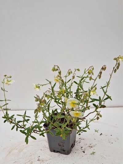 Helianthemum cultorum 'Snow Queen' / Sonnenröschen 'Snow Queen', P9-Topf, grüne Triebe mit weißen Blüten und gelber Mitte.