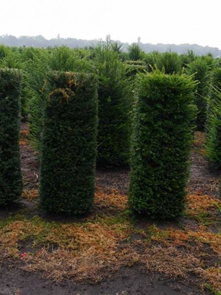 Heimische Eibe / Fertighecke / Heckenelement 200 cm x 50 cm x 50 cm mit Drahtballierung / Taxus baccata