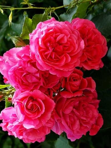 Kletterrose 'Rosarium Uetersen' / Rosa 'Rosarium Uetersen ®'