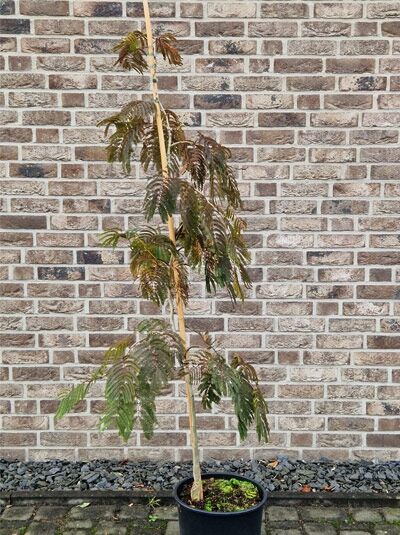 Seidenbaum Albizia julibrissin 'Chocolate Fountain', 125–150 cm, C20, Hochstamm im Topf mit fein gefiedertem Laub