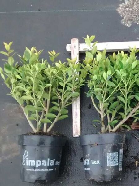 Japanischer Ilex 'Kanehirae' / Ilex maximowicziana 'Kanehirae' ®