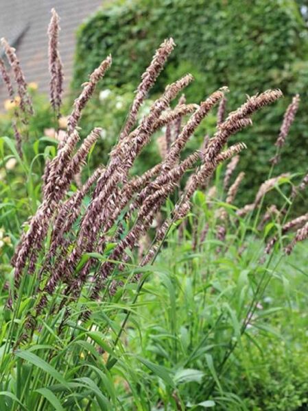 Garten-Perlgras 'Atropurpurea' / Melica altissima 'Atropurpurea'