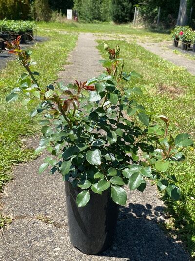 Rosa 'Mirato ®' Bodendeckerrose 'Mirato', A-Qualität C 4, Topfpflanze mit grünem Laub und roten Austrieben