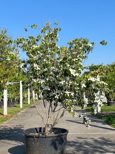 Japanischer Blumen-Hartriegel 'Schmetterling' mehrstämmig - Cornus kousa 'Schmetterling' (876143)