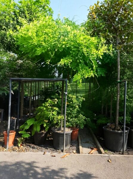 Wisteria sinensis 'Prolific' / Chinesischer Blauregen 'Prolific' Hochstamm im Container, grüne belaubte Krone am Spalier.